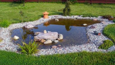 Photo of Tips for making your own water garden