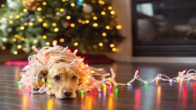 Photo of How to Keep the Holiday Season Vibrant and Pets Safe at Home