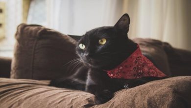 Photo of Keeping A Bombay Cat – You Need To Read This!